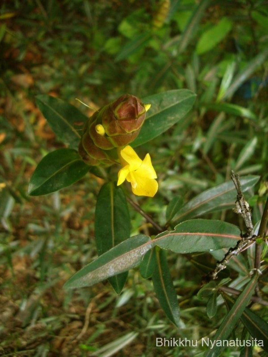 Barleria lupulina Lindl.